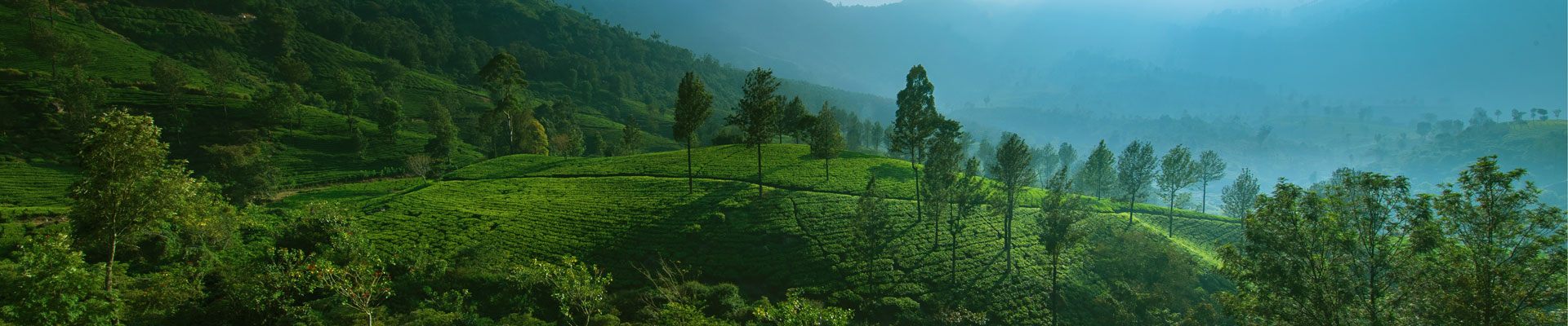 ktdc tour packages munnar